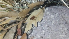 Camponotus schaefferi