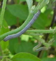 Apodrepanulatrix liberaria