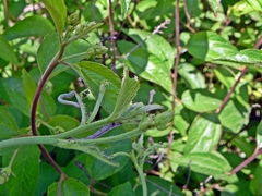 Apodrepanulatrix liberaria