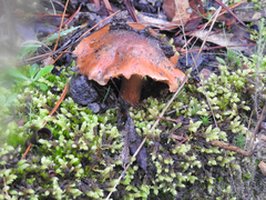 Cortinarius kula