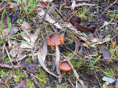 Cortinarius kula