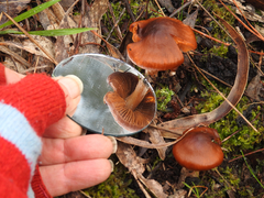 Cortinarius kula