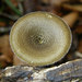 Spring Polypore - Photo (c) pucak, some rights reserved (CC BY-ND)