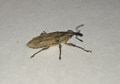 Lixus concavus