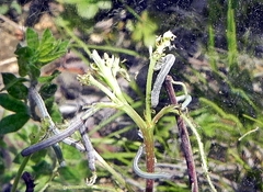 Apodrepanulatrix liberaria