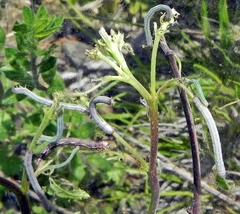 Apodrepanulatrix liberaria