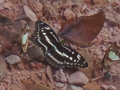 Limenitis sulpitia