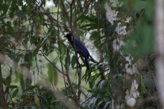 Cyanocorax violaceus