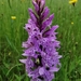 Common Spotted Orchid - Photo (c) Reinhard Kraus, some rights reserved (CC BY-NC)