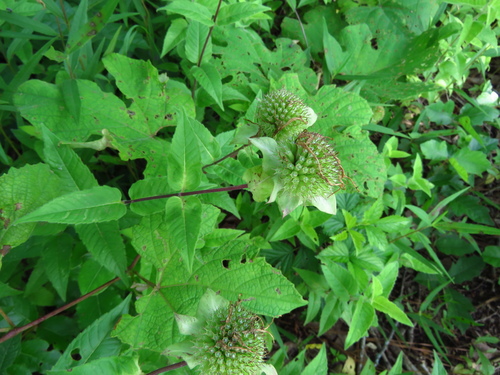 Yellow Flowered Beebalm (Monarda luteola)