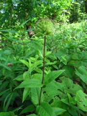 Monarda luteola