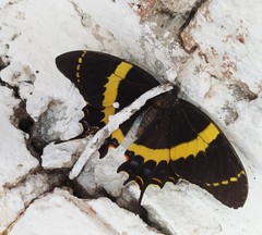 Papilio garamas