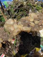 Ciona intestinalis