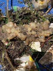 Ciona intestinalis