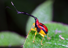 Trachelophorus