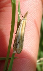 Crambus saltuellus