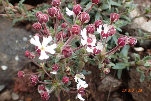 Image of Zaluzianskya pulvinata by no rights reserved
