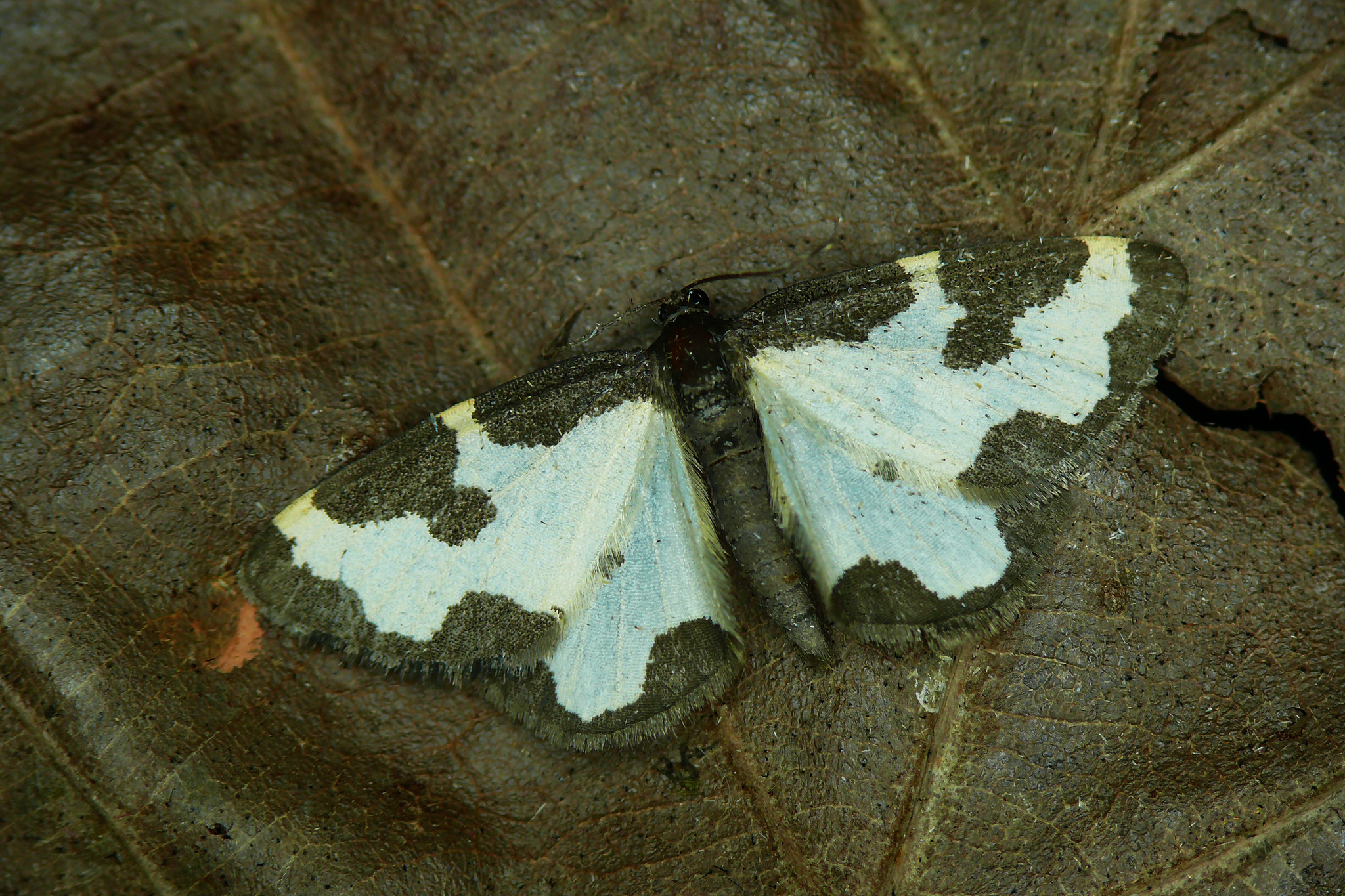 Clouded Border (Lomaspilis marginata)  iNaturalist