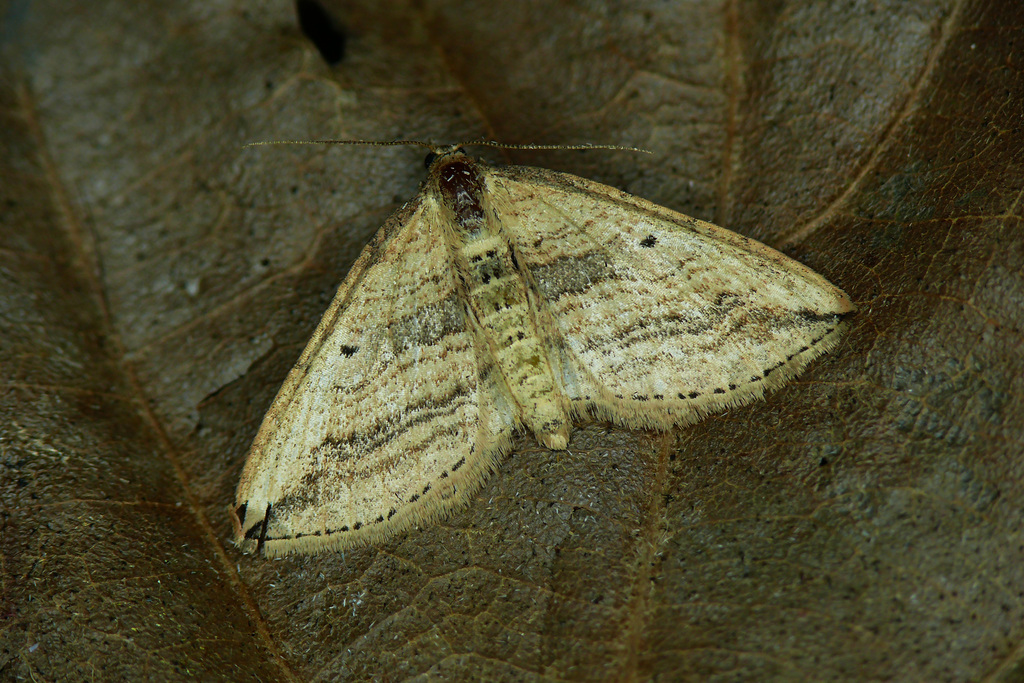 Oblique Carpet