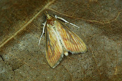 Nascia cilialis
