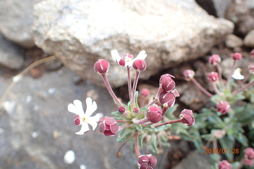 Image of Zaluzianskya pulvinata by no rights reserved