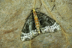 Ecliptopera capitata