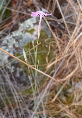 Dianthus laricifolius