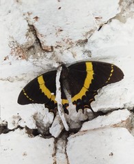 Papilio garamas