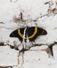 Papilio garamas