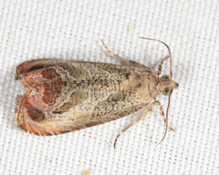 Olethreutes hamameliana