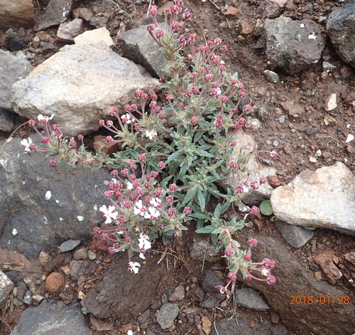 Image of Zaluzianskya pulvinata by no rights reserved