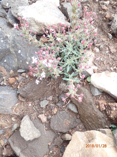 Image of Zaluzianskya pulvinata by no rights reserved