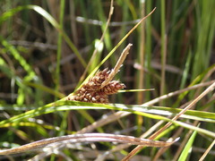 Carex wakatipu