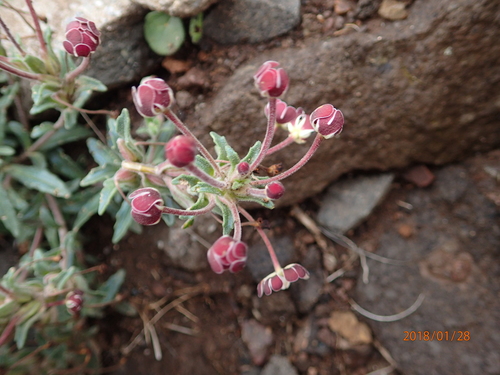 Image of Zaluzianskya pulvinata by no rights reserved