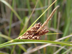 Carex wakatipu