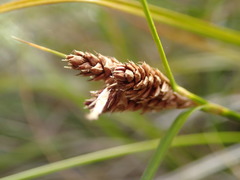 Carex wakatipu