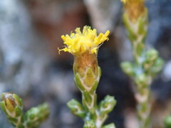Helichrysum parvifolium