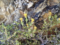 Helichrysum parvifolium