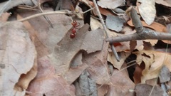 Camponotus schaefferi