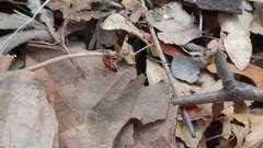 Camponotus schaefferi