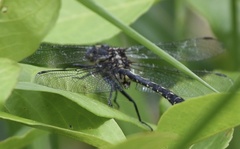Phanogomphus borealis