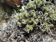 Pimelea mesoa mesoa