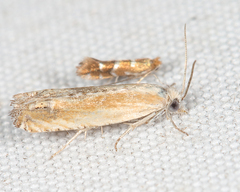 Eucosma kiscana