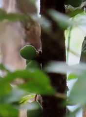 Davidsonia jerseyana