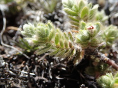 Pimelea mesoa mesoa