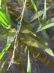 Ischnura damula