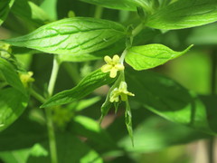 Lithospermum latifolium