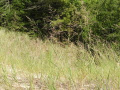 Sporobolus rigidus magnus