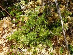 Ranunculus gracilipes