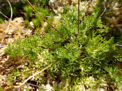 Ranunculus gracilipes